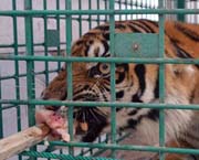 Sumatran Tiger ELSA Passed Away (January 25, 2016)